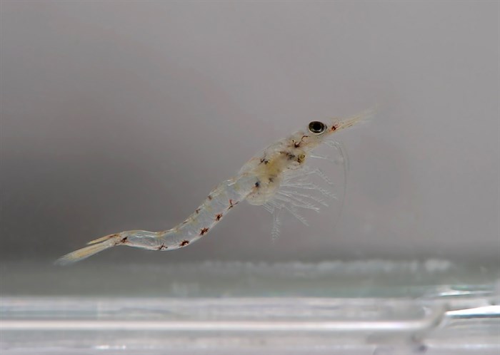 A mysis shrimp from Okanagan Lake.