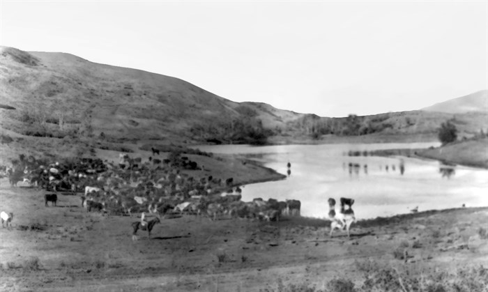 Cattle grazing at Y Lake on the O'Keefe Range.