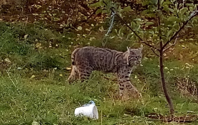 MacIntosh says it's the first time he's seen the bobcat, which was far more interested in turkeys on his property than it was with him.