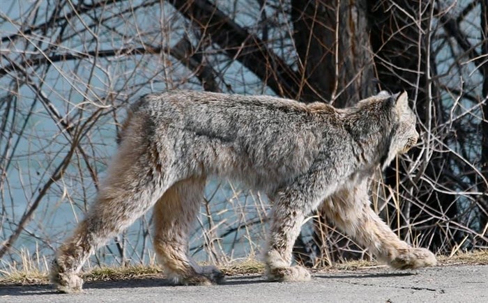 A lynx takes a stroll on Schubert Drive in Kamloops