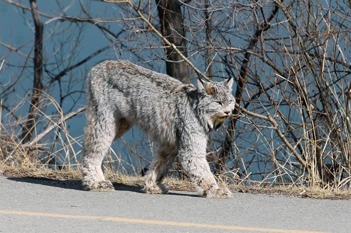 A lynx takes a stroll on Schubert Drive in Kamloops