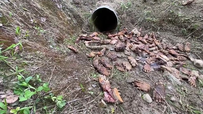 Dozens of bear paws found near Anglemont Mountain were scattered on the road and near a culvert.