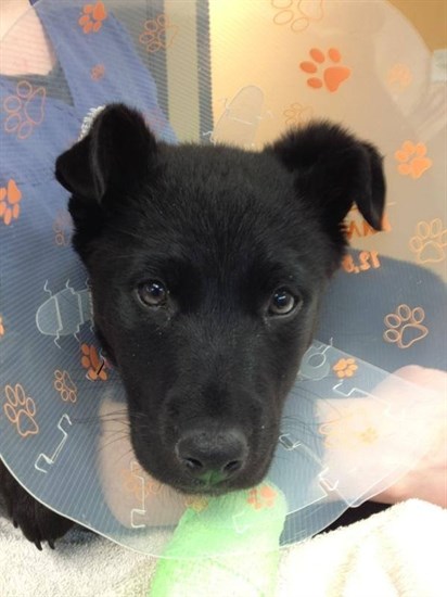 Rocky recovered after surgery to move a piece of plastic chair and rocks from his stomach in 2014.