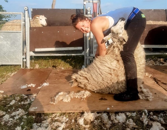 Rachel Stratton shearing sheep in Germany. 