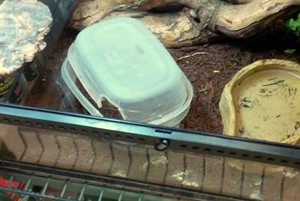 This is the terrarium where the body of Miss Cuddles was found curled up under her plastic home Tuesday.