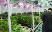 FILE - Caretakers oversee a grow room for medical marijuana at ShowGrow, a medical marijuana dispensary in Los Angeles, April 20, 2017. Marijuana advocates are gearing up for Saturday, April 20, 2024. Known as 4/20, marijuana&#39;s high holiday is marked by large crowds gathering in parks, at festivals and on college campuses to smoke together. This year, activists can reflect on how far the movement has come.