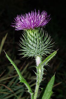 Plumeless Thistle is just one of a number of noxious weeds goats in a natural control program are willing to eat, July 29, 2014.