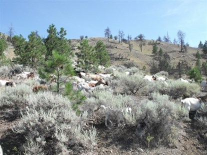 Around 300 goats were brought to Kamloops as a mode of natural weed control in city parks, July 29, 2014.