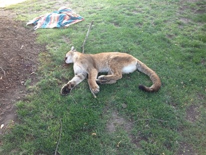 This cougar was shot by conservation officers after killing a family's dog. 
