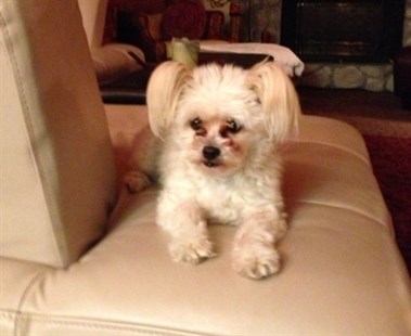 Milton, a Chihuaha/ Maltese dog, was let out the morning of Sept. 21 never to return. 