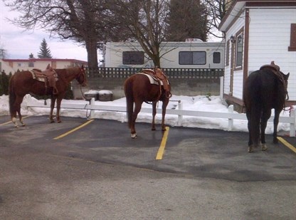 Mayor Howie Cyr says the horses boost business in Enderby. 