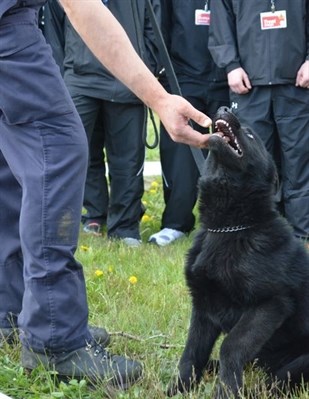 A young police pup learns to bite gently, for now. 
