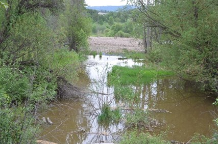 Water floods into areas adjacent to Mission Creek near its intersection with Casorso Road. 