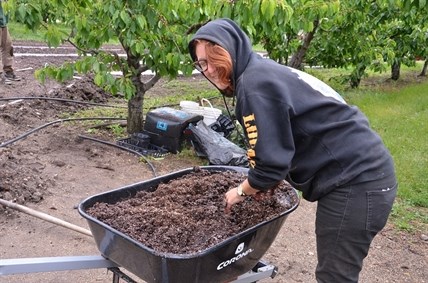 Soil is being prepped to plant flowers with natural pest-deterring chemicals to protect vegetables growing in the gardens at Gatzke Orchards.