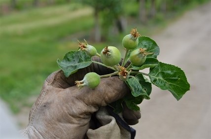 The 'King' apple growing in the centre of a bud of fruits will make the best product. Other fruits will be pinched off to make room for the King, sparing the tree's sugars for the next grow season.