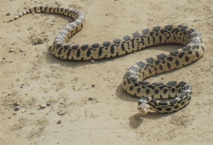 Gopher snake found slithering along a backroad near Winfield.