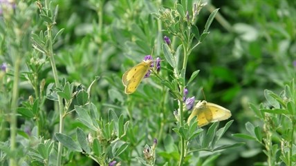 Clouded Sulphur butterflies pairing off in a field of alfalfa north of Armstrong along Highway 97.
