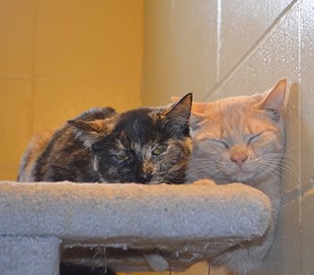 The seized cats are currently in the care of the B.C. SPCA.