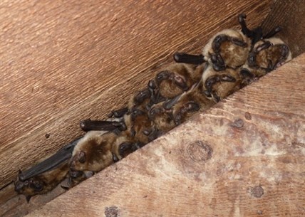 Female bats gather in a maternity colony.