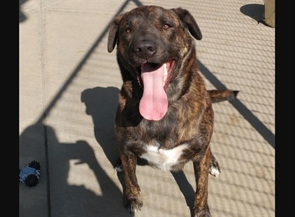 Jax is a playful dog looking for his playmate.