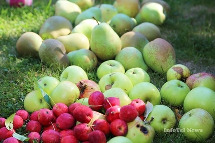 Many varieties of pears and apples are among the fruits being collected by the Gleaning Abundance Project.