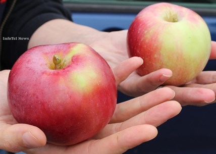 Orchadist Dave Evans of Oliver says his Okana apple, on left, has more red and is better than a Spartan apple, on right.