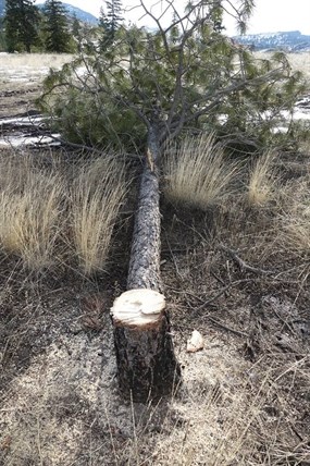 A downed Ponderosa pine.