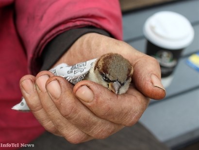 A hand warmer packet keeps this tiny bird cozy as it takes a time-out in Lloyd Nendick's hand. The Penticton man rescued the bird from traffic after it knocked itself senseless against the Smart Shopper window on Main Street. He released the feathered flyer a half-hour later.