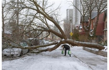  pedestrian walks under a tree blocking Wellesley Street East following an ice storm in Toronto on Monday, Dec. 23, 2013.
