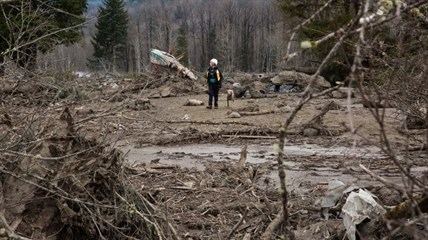 A rescue worker with a search dog works in the debris field near Oso, Wash. on Tuesday, March 25, 2014.