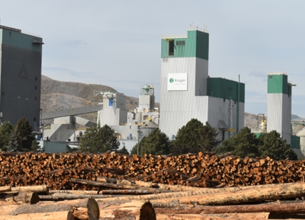 There's trouble growing in British Columbia's monoculture forests