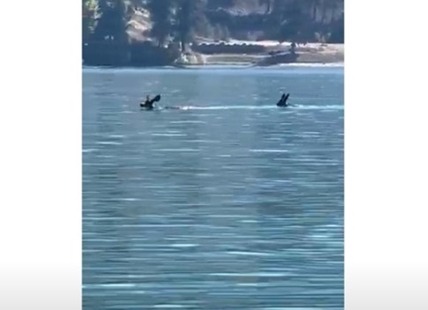 iN VIDEO: Watch mother deer with babies swim across Kalamalka Lake