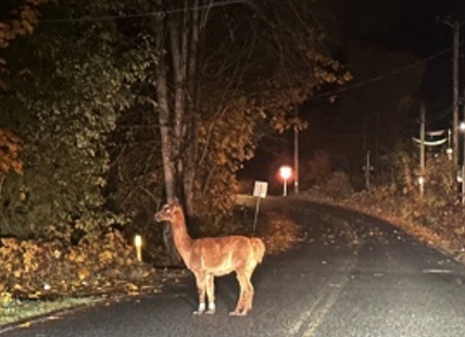 BC Mounties always get their... alpaca?