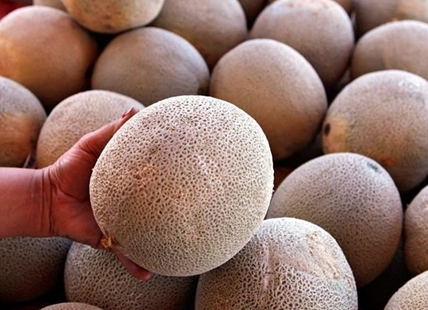 Public Health investigates one person dead, and 66 confirmed cases of salmonella linked to cantaloupes