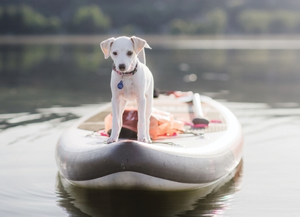 Paddleboarding Vernon pup's photo chosen for nationwide fundraising calendar