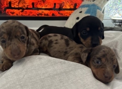 iN VIDEO: Pregnant dachshunds rescued from Okanagan breeder have had their puppies