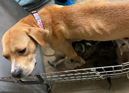 Starving female dogs and their 18 puppies rescued from Shuswap property