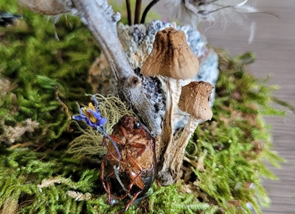 iN PHOTOS: Kamloops crafter makes whimsical works of art out of dead insects