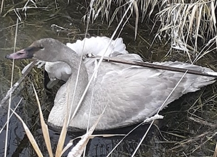 Trumpeter swan rescued in North Okanagan had yet to migrate south