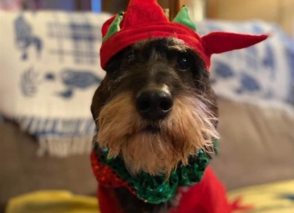 iN PHOTOS: Adorable pets dressed up for the holidays in Kamloops, Okanagan