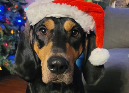 iN PHOTOS: More adorable Okanagan, Kamloops pets dressed for the holidays