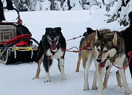 iN VIDEO: Husky dogs ready to mush for another winter season in Kamloops, Okanagan