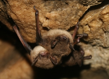 There are more bats in the Okanagan than anywhere else in Canada