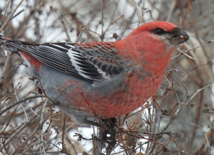 iN PHOTOS: Beautiful backyard birds brighten up winter in Kamloops, Okanagan