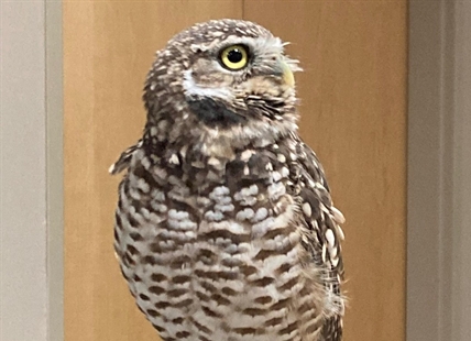 iN VIDEO: BC Wildlife Park reveals sad news about endangered burrowing owl