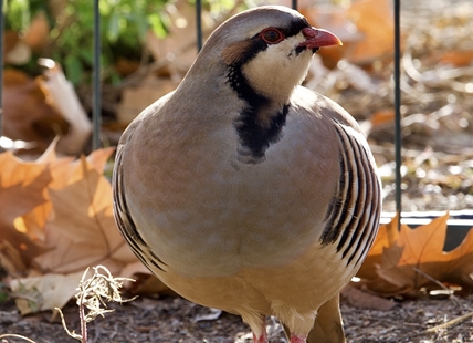 These odd, non-native birds are found in southern Okanagan, Kamloops area