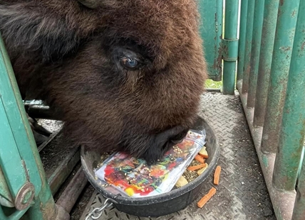 BC Wildlife Park animals make original works of art