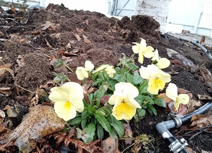 Summer flowers are blooming again in Kamloops and the Okanagan