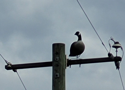 Why there's a Canada goose decoy on a Shuswap power poll