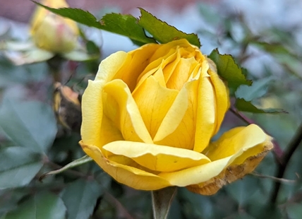 iN PHOTOS: Summer flowers add colour to winter gardens in Okanagan, Kamloops